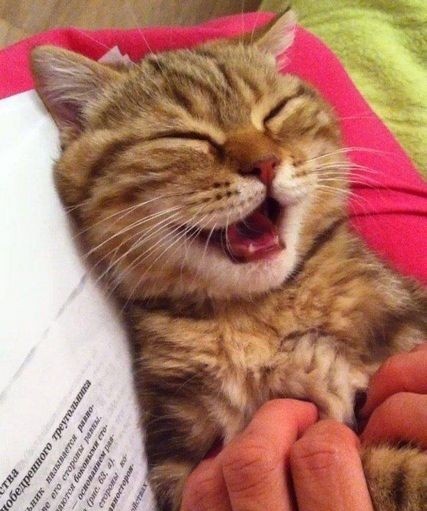 botmeowgi's tweet photo. happiness looks so good on him https://t.co/bQZR2tSJ1p