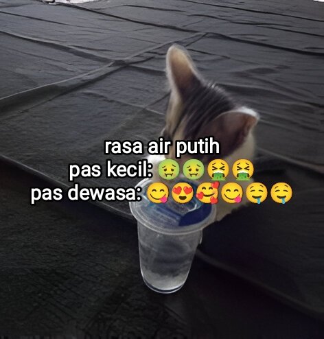 el (@halupulisi) on Twitter photo 