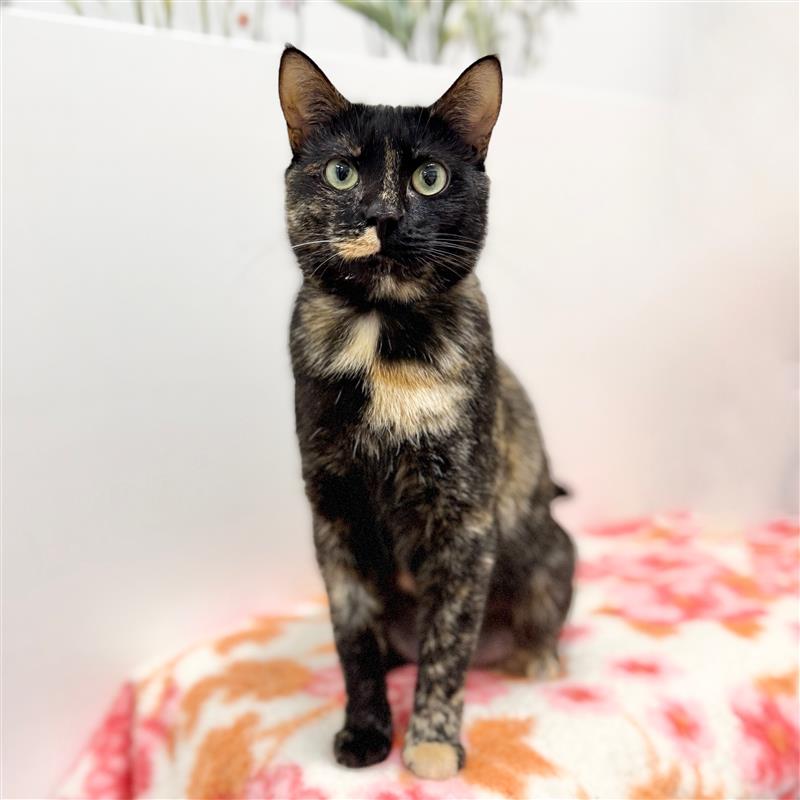 Hello everyone, my name is Joyce.
I’m a bit shy so I probably don’t ‘’sell myself’’ as much as I should at the adoption centre. I get a bit nervous but that doesn’t mean I don’t want the same thing as everyone here: love and place to call home forever.
Unfortunately, my previous