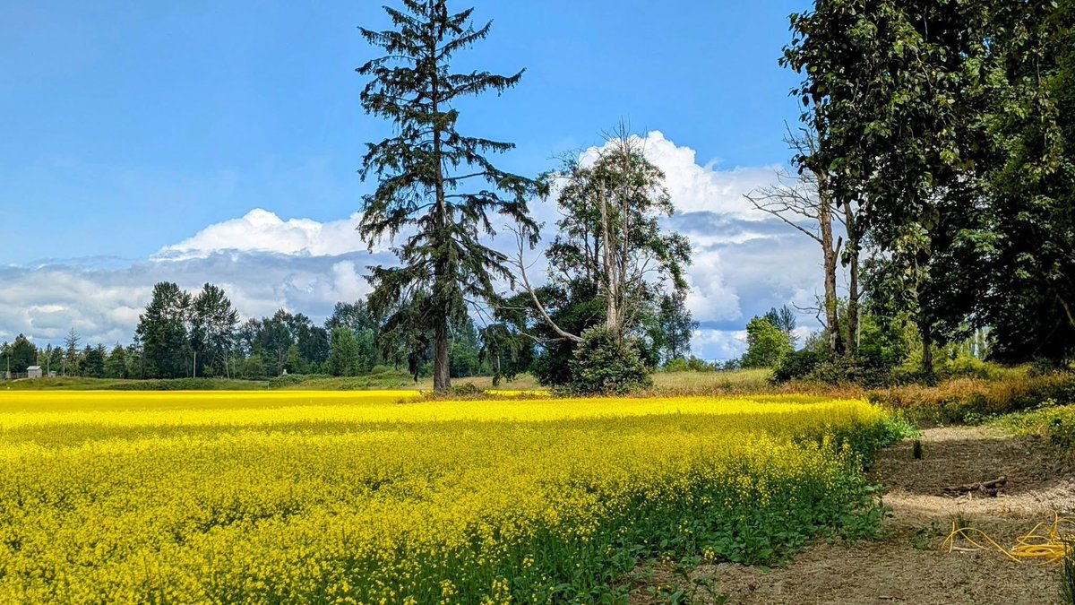 _sparkling_ray's tweet photo. The Snohomish Valley glows with a beautiful, picturesque scene of vibrant yellow canola blossoms, lush emerald green hills, and a bright blue sky with billowing clouds.
#BeautifulWashington ✨🫶 https://t.co/UZprKGGf09