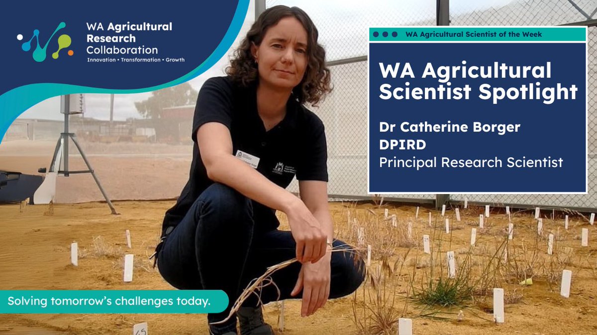 WAAgCollab's tweet photo. From Perth’s suburbs to electric weed control in the Wheatbelt - Dr Catherine Borger’s journey is anything but typical. 🌾
Now DPIRD’s Principal Research Scientist, she’s shaping climate-smart ag and mentoring future leaders.
Read more 👉🏻 https://t.co/IZESyrYjxe
#DPIRD #WAARC https://t.co/ibflWlccD4