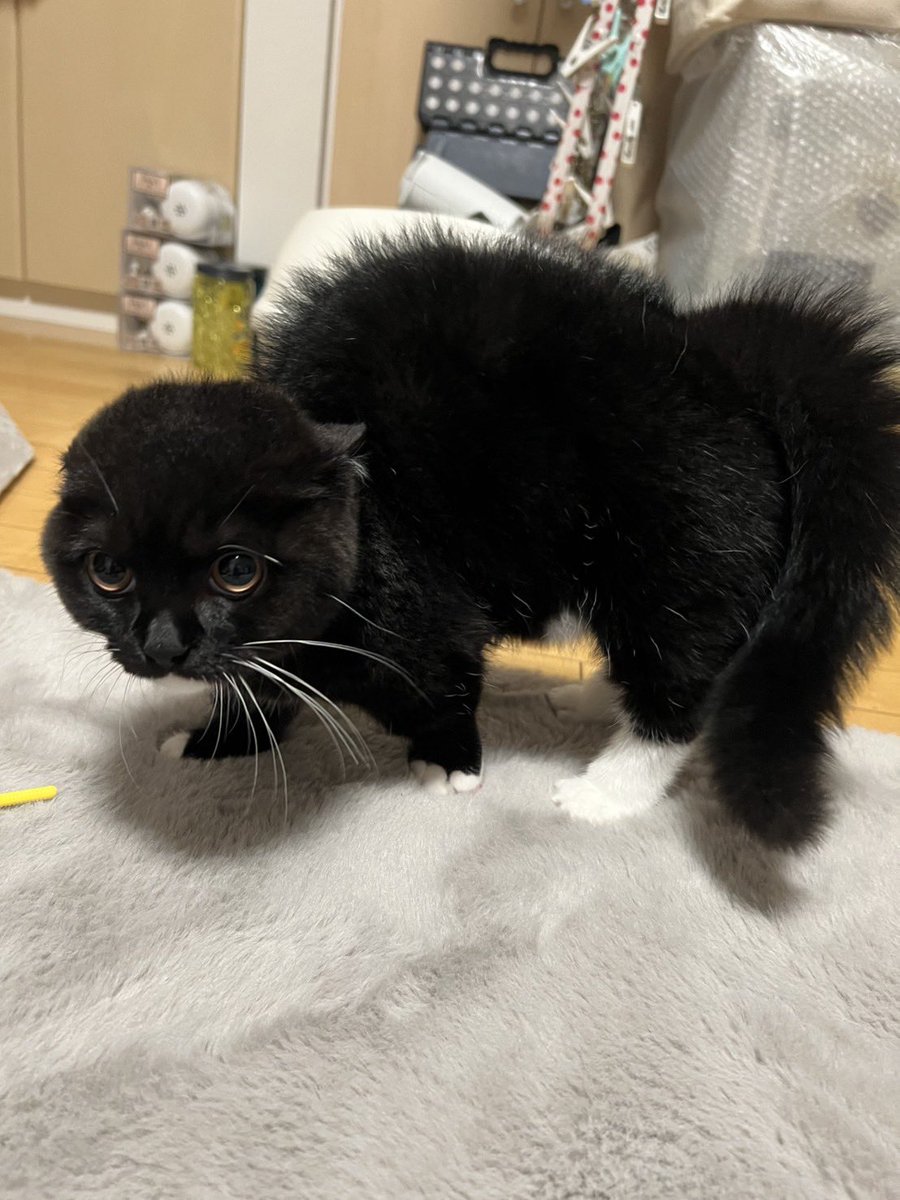 tavi_sapien_s's tweet image. タビ・サピエン=サイトウ 
スーパーキュートネコチャン大学 くろねこ学部 タキシード学科 おひるね専攻  体育会エビフライしばき部所属 インカレサークルとしてハチワレの会・肉球アポロねこの会にも参加…