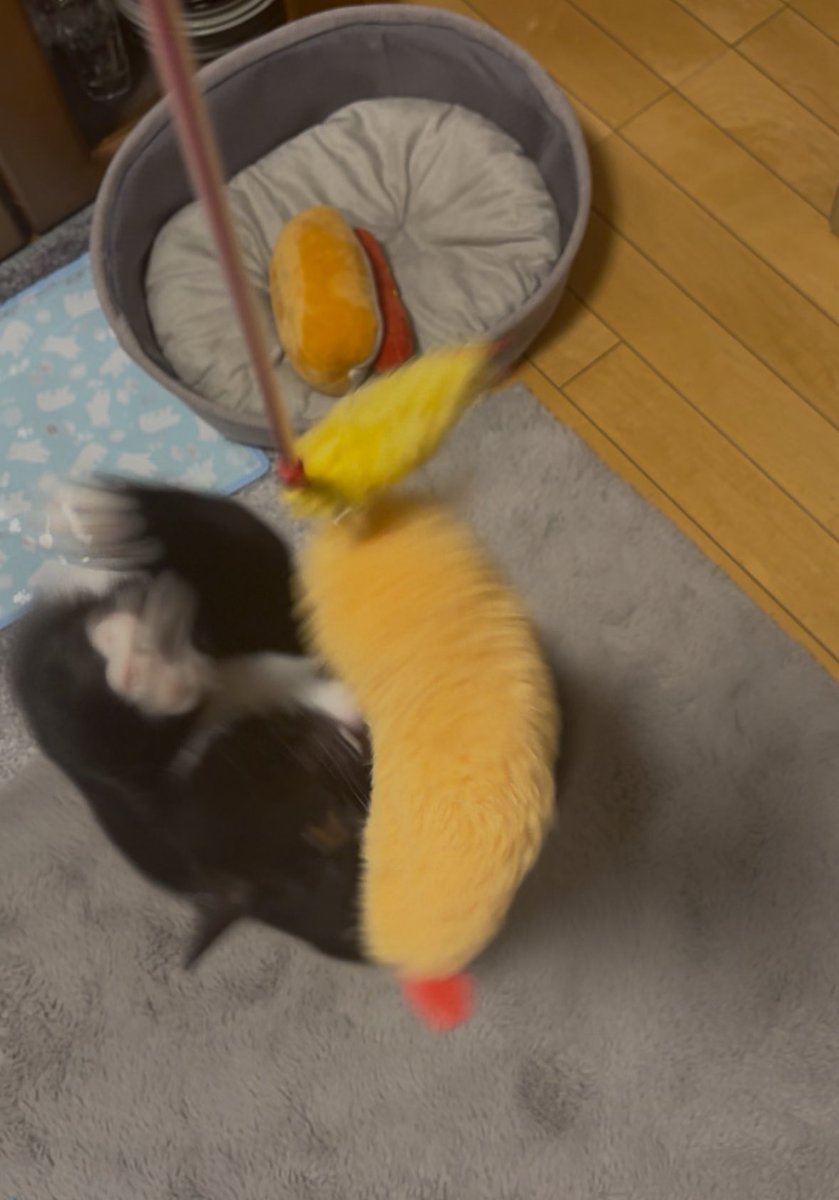 tavi_sapien_s's tweet image. タビ・サピエン=サイトウ 
スーパーキュートネコチャン大学 くろねこ学部 タキシード学科 おひるね専攻  体育会エビフライしばき部所属 インカレサークルとしてハチワレの会・肉球アポロねこの会にも参加…