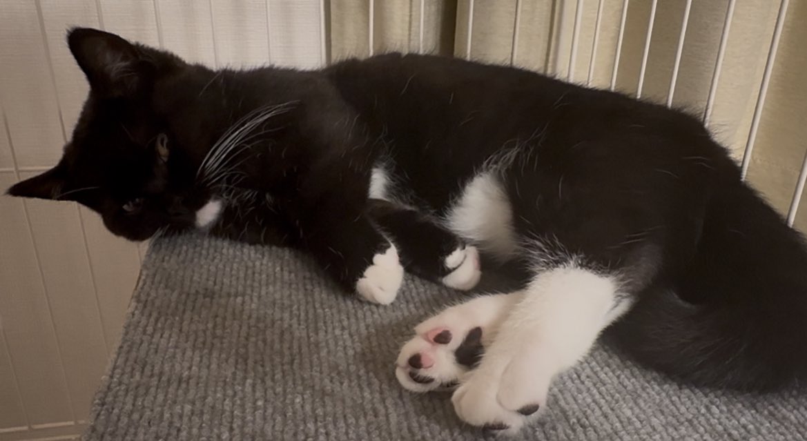 tavi_sapien_s's tweet image. タビ・サピエン=サイトウ 
スーパーキュートネコチャン大学 くろねこ学部 タキシード学科 おひるね専攻  体育会エビフライしばき部所属 インカレサークルとしてハチワレの会・肉球アポロねこの会にも参加…