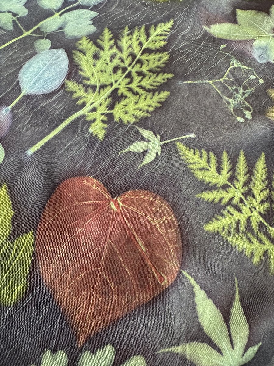 Jane Goodall tweet media