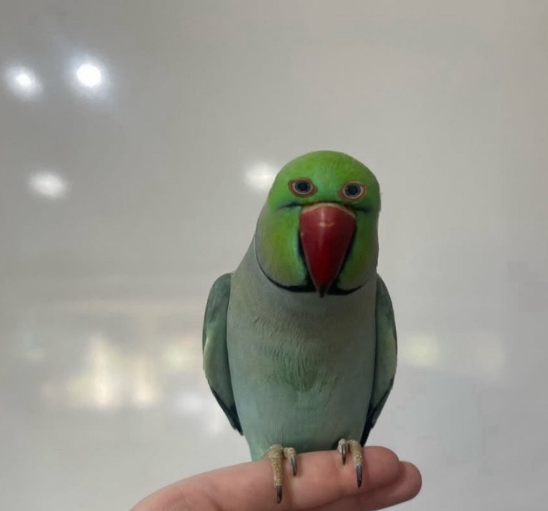 𝐘𝐔⃝𝐊𝐈𝐎 𝐎𝐊𝐔𝐌𝐔𝐑𝐀.ᐟ tweet media