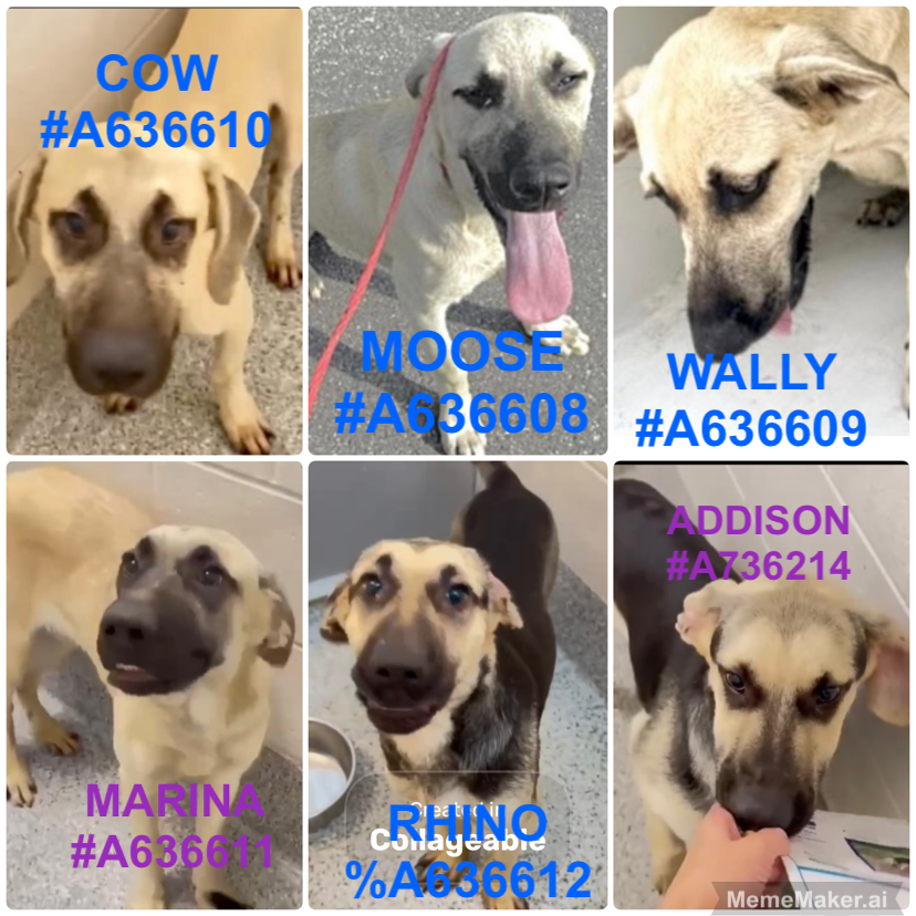 PawsnTails4TX's tweet photo. 💔🐾Sibling Puppies
Picked up by ACC 4/1
🚨AT risk TB☠️7/2
6 months Black Cur/Shepherd mix
All great w/other🐶playing 🎾
💙COW #A636610
🩵 MOOSE #A636608
💙WALLY #A636609
💜MARINA #A636611
🩵RHINO #A636612
💖ADDISON #A636614
PLZ I#PLEDGE #FOSTER #ADOPT
Harris County
Houston #TX
Click ID# for videos