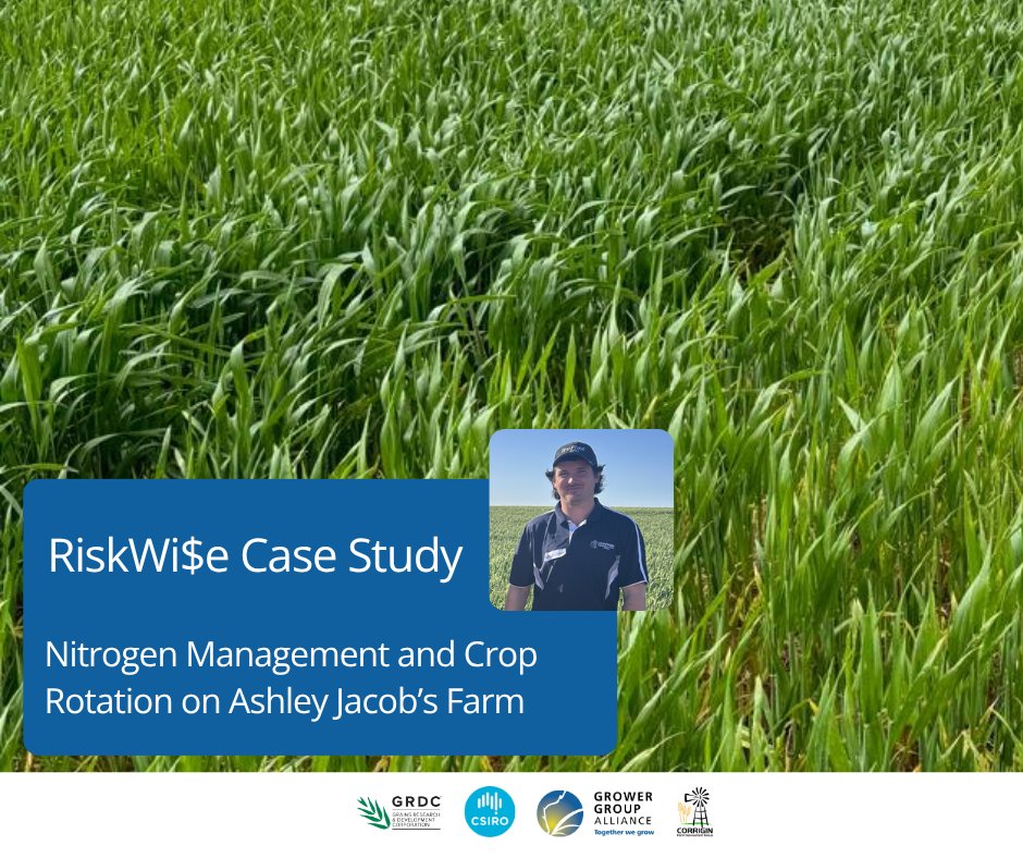Diverse rotations influence nitrogen decisions. <a href="/CFIG_AG/">CFIG</a> Corrigin’s Ashley Jacobs shares how legumes help replenish soil N &amp; seasonal responsiveness influences N fertiliser inputs.
📖  ow.ly/w4Vz50WfRho
#RiskWise is a <a href="/theGRDC/">GRDC</a> investment. Led in WA by GGA &amp; 8 grower groups.