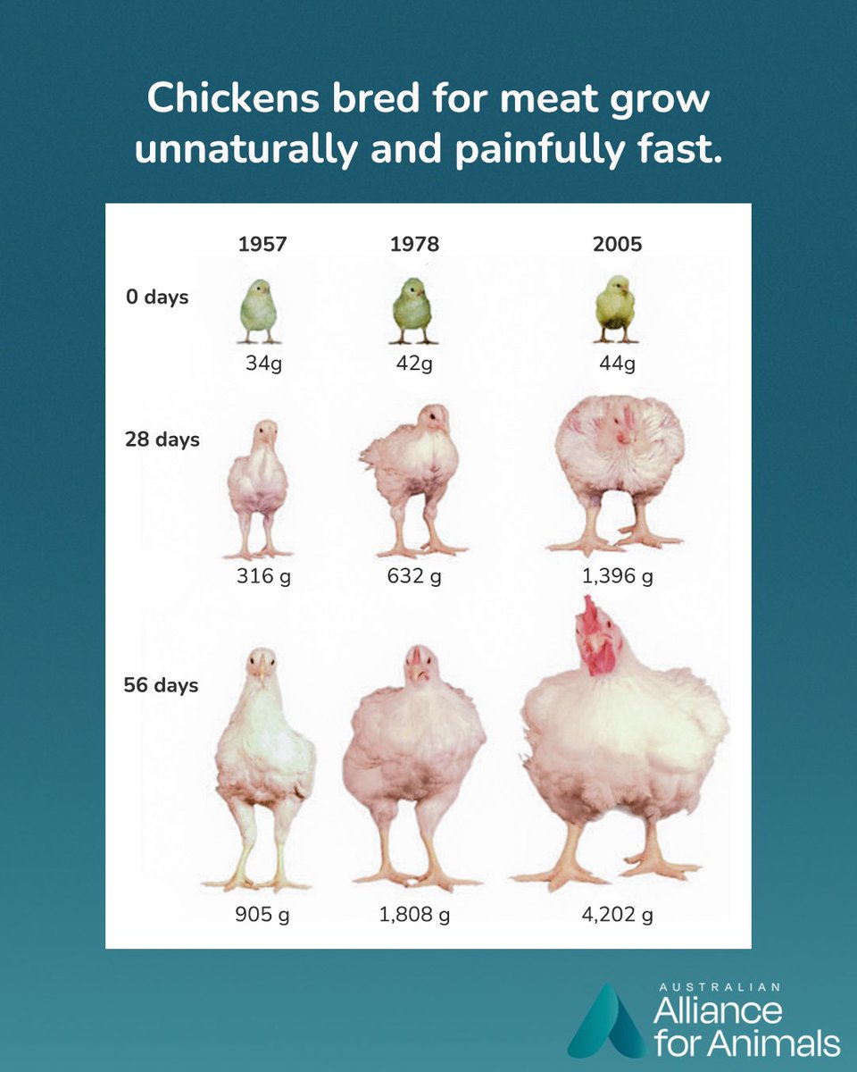 Australian Alliance for Animals tweet media