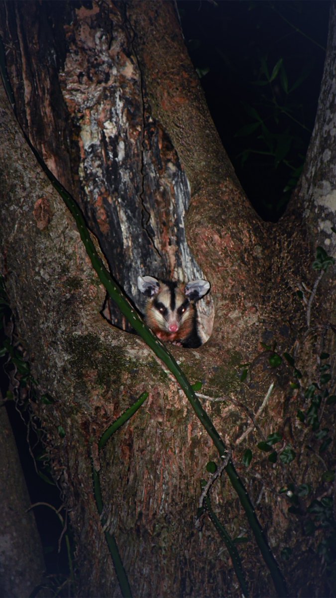 Hace unos días vi que <a href="/Drunken_Forest/">Luis Recalde</a> hablaba de la importancia de los árboles huecos. En el terreno que está al lado de casa hay un árbol que está hueco, desde que empezó el frío veo que este loquito se mete ahí.