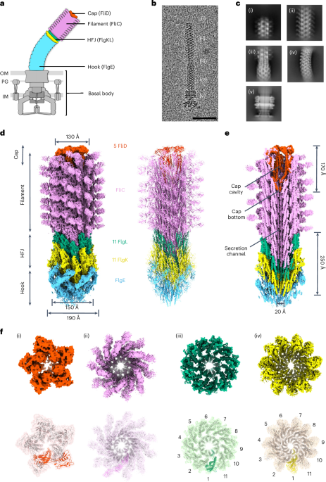 Out Now! The structure of the complete extracellular bacterial flagellum reveals the mechanism of flagellin incorporation bit.ly/4nqcNe9 #Microbiology #Bacteria #Flagellum