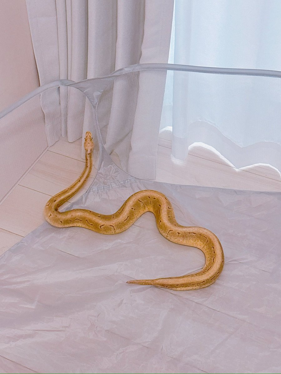 未だにスーパー拒食ボーイ中だけど、うんちもおしっこも久々に出したのでそろそろ食べるかな。もう夏だよ〜〜起きて〜〜