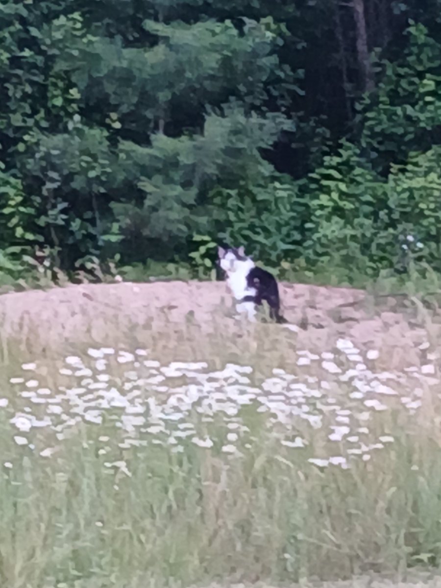 MitchTalbert3's tweet image. Look at that. A stranger nears the perimeter.
I don't know this beast.