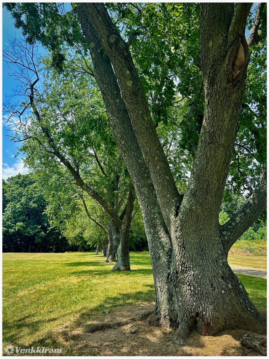 venkkiram's tweet photo. It's #ThickTrunkTuesday! 💚🩶🤎🌿
Mine, 👇
The deeper the roots, the stronger the trunk.
#venkkiclicks #MightyTrees #TrunkTales
#NaturePhotography #TreeLovers #StandingTall
#RootedInNature https://t.co/im9wHwDGCA
