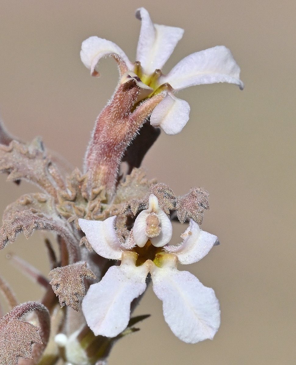 Ladera Sur 🌎 tweet media