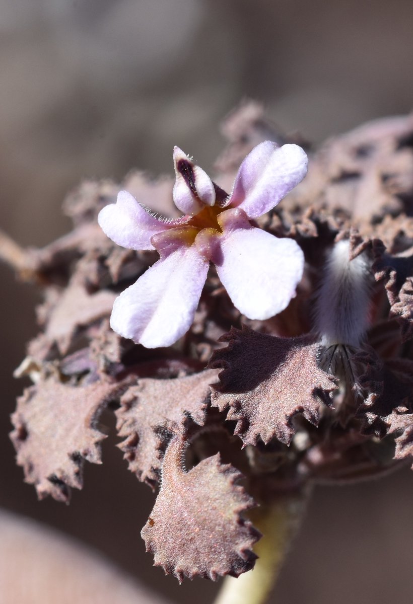 Ladera Sur 🌎 tweet media