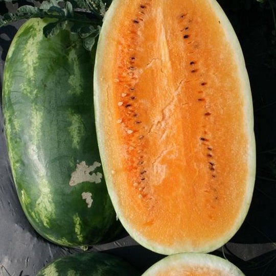 Okay hear me out. We all know about the regular watermelon. And here recently the yellow watermelon been going crazy but Orange Watermelon better than both