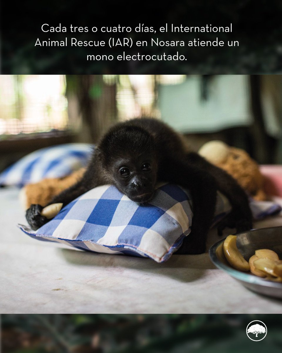 La Voz de Guanacaste tweet media