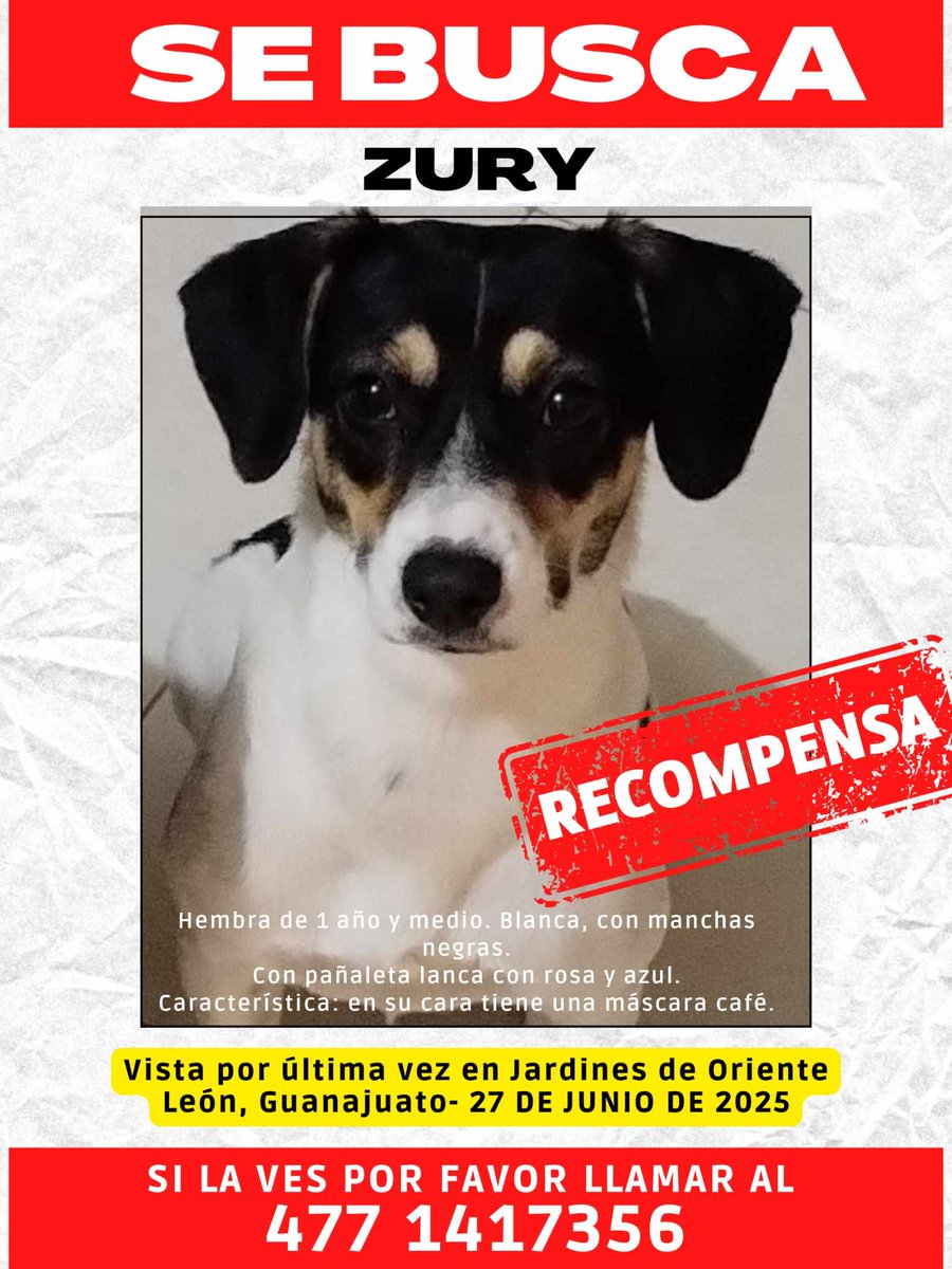 iguanomayor's tweet image. #ZURY #RECOMPENSA
#LeónGto
Su familia la está buscando. Por favor si la ven, retengan.
Compartamos 🙏
#EnManadaTodoEsMejor