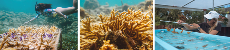 @ctotourism (@ctotourism) on Twitter photo Antigua and Barbuda lands on <a href="/wanderlustmag/">Wanderlust magazine</a> 2025 Global Travel Green List for its groundbreaking Coral Reef Restoration Project. A shining example of marine conservation and sustainable tourism. Read more here: bit.ly/4nvI13l #VisitAntiguaBarbuda
<a href="/antiguabarbuda/">Antigua & Barbuda</a> Antigua and Barbuda lands on <a href="/wanderlustmag/">Wanderlust magazine</a> 2025 Global Travel Green List for its groundbreaking Coral Reef Restoration Project. A shining example of marine conservation and sustainable tourism. Read more here: bit.ly/4nvI13l #VisitAntiguaBarbuda
<a href="/antiguabarbuda/">Antigua & Barbuda</a>