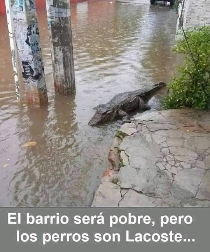 DonMemazos (@donmemazos) on Twitter photo 