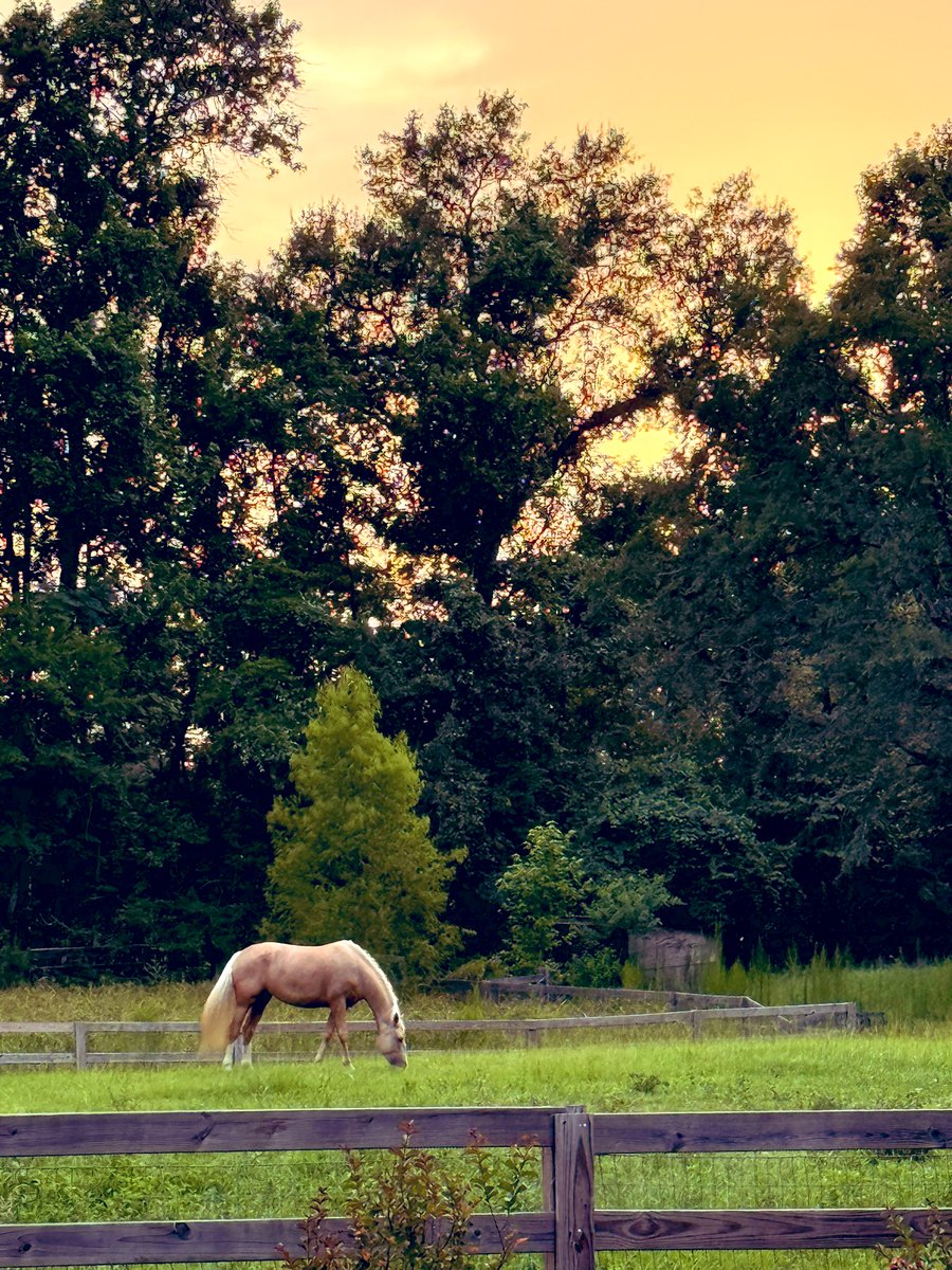 Golden horse = golden hour