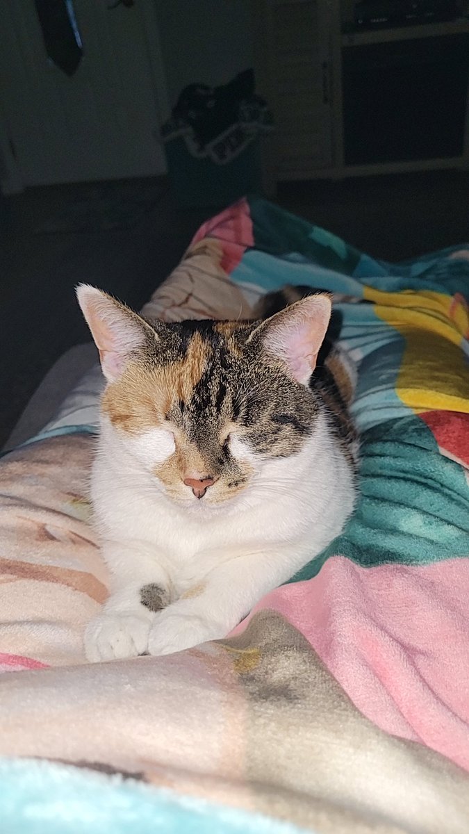 Simmy3Tara's tweet photo. It's time for a little cat nap 💛 https://t.co/lQXdQKjAGx