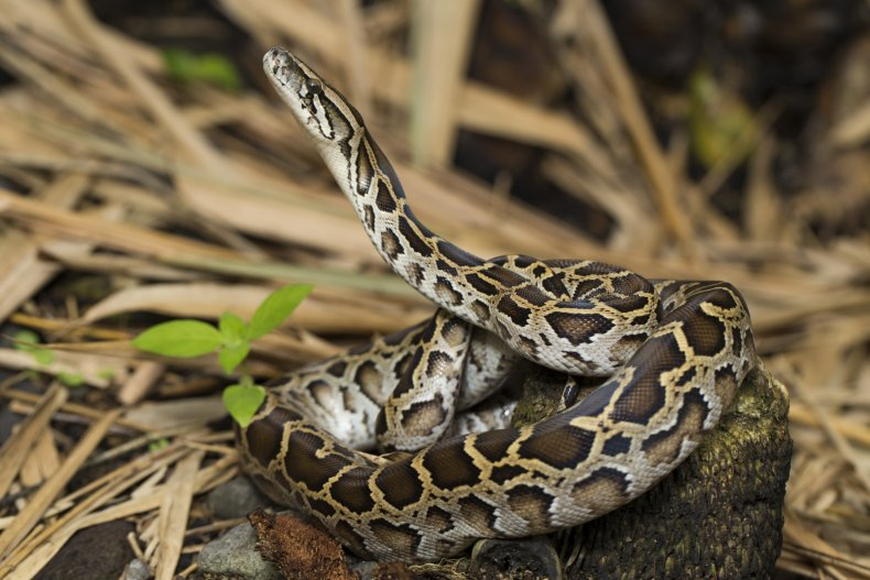 cosmicfirepeace's tweet image. Burmese #pythons are highly invasive in #Florida. With few predators, the snakes are free to devour native species unchecked. Since they were first found in the #Everglades in 1979, their impact on the ecosystem has been immense. According to the US. Geological Survey, in the…