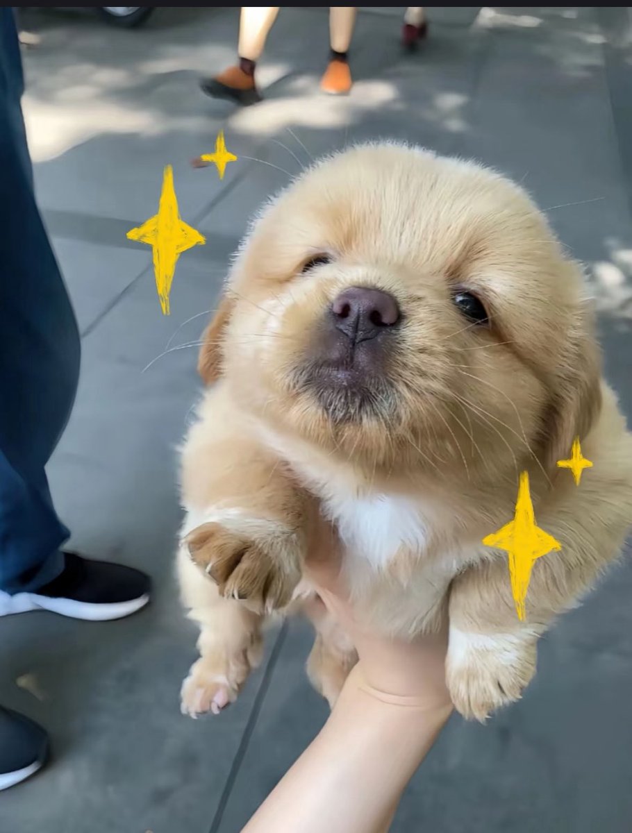 💖 (@twaniimals) on Twitter photo 