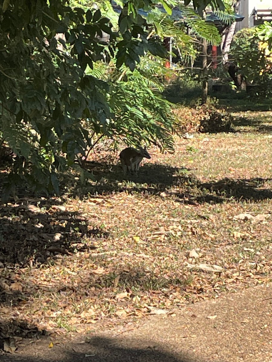 AustHistAssoc's tweet image. We're being looked after so well here at JCU Townsville -- even the wallabies are coming out to greet us! It's so beautiful here on Bindal country. #AHA2025 #OzHA2025