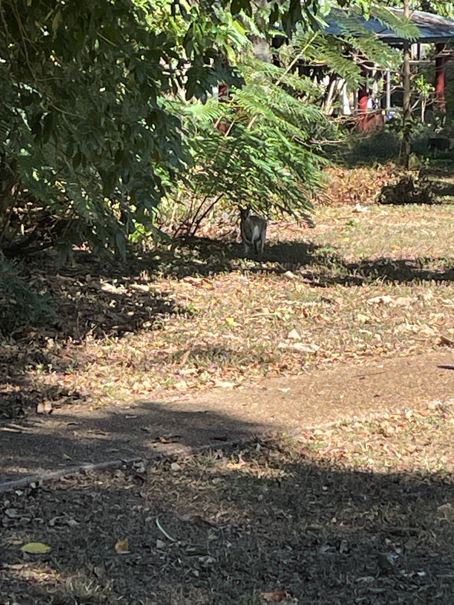 AustHistAssoc's tweet image. We're being looked after so well here at JCU Townsville -- even the wallabies are coming out to greet us! It's so beautiful here on Bindal country. #AHA2025 #OzHA2025