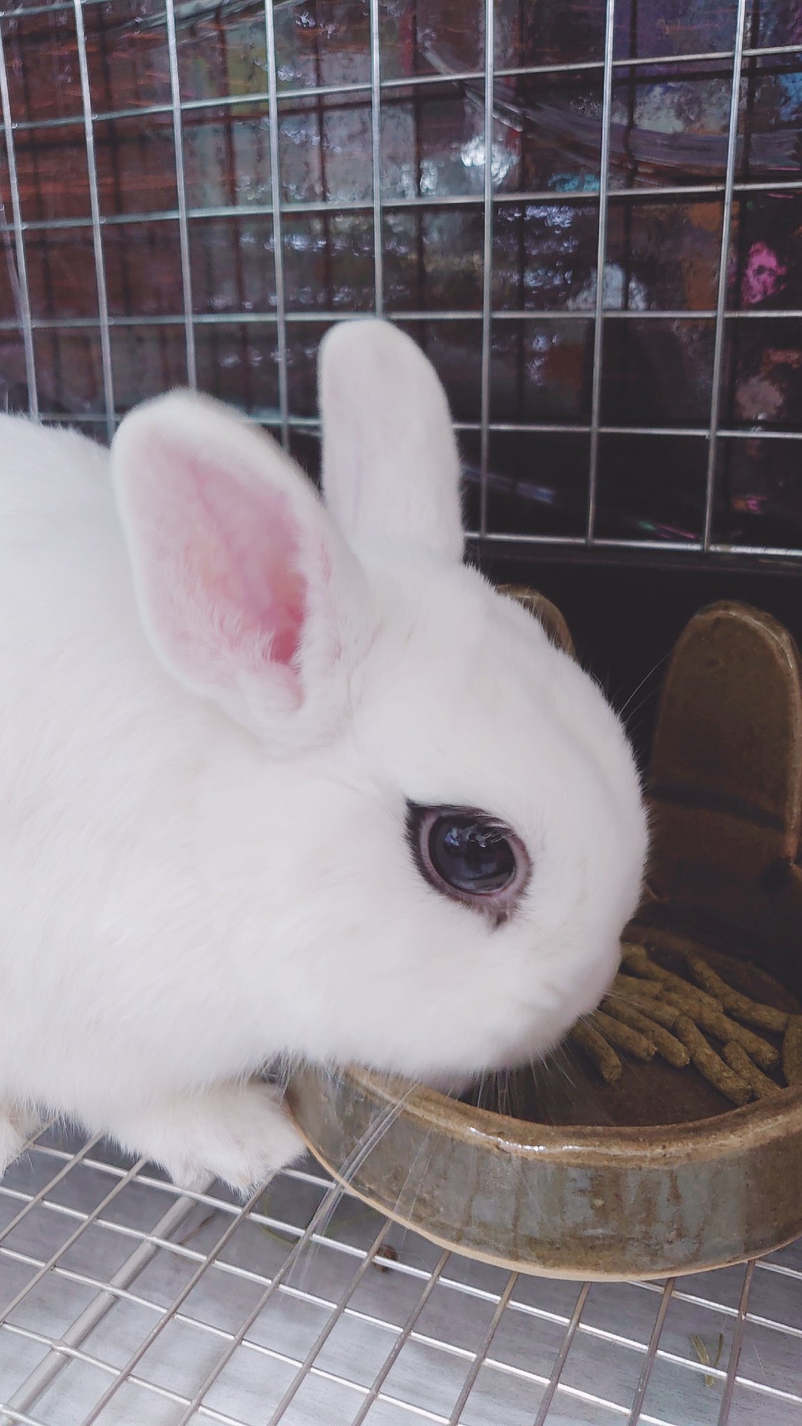 BuNNY TRAP/ﾎﾞｰﾏｽ60 D21.22⋆ᙏ *✨️ on X: 