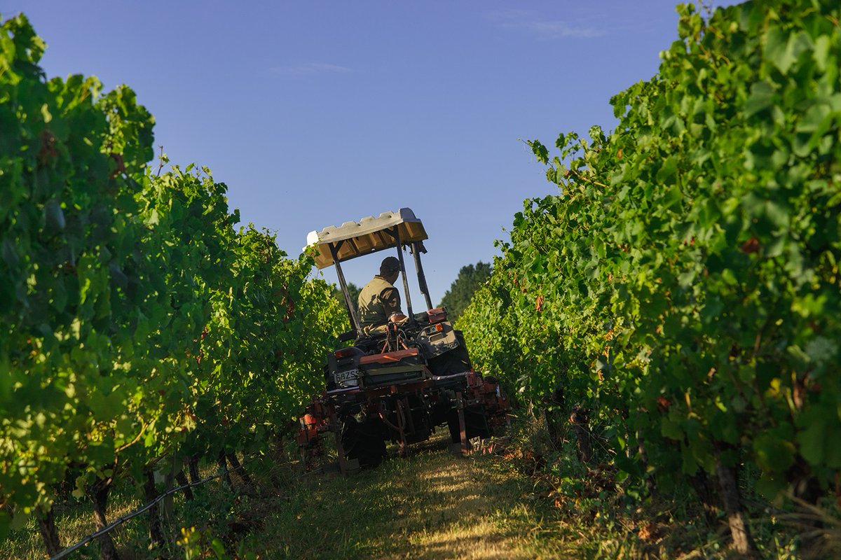 Dog Point Vineyard tweet media