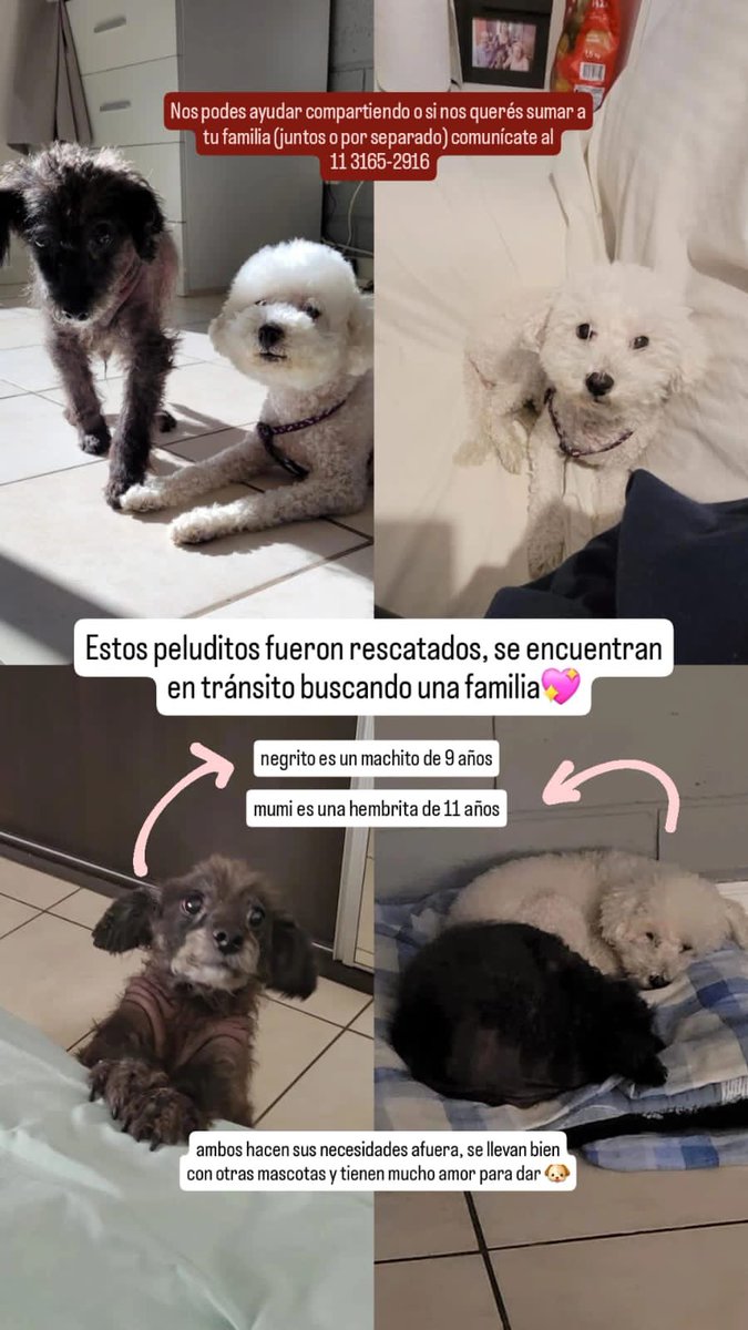 Puchi tweet media