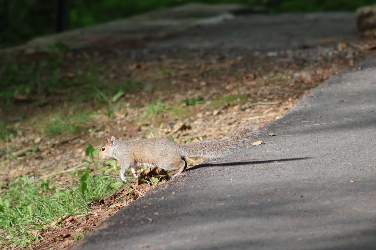 Sweet Rose Photography (@gearhart4) on Twitter photo 