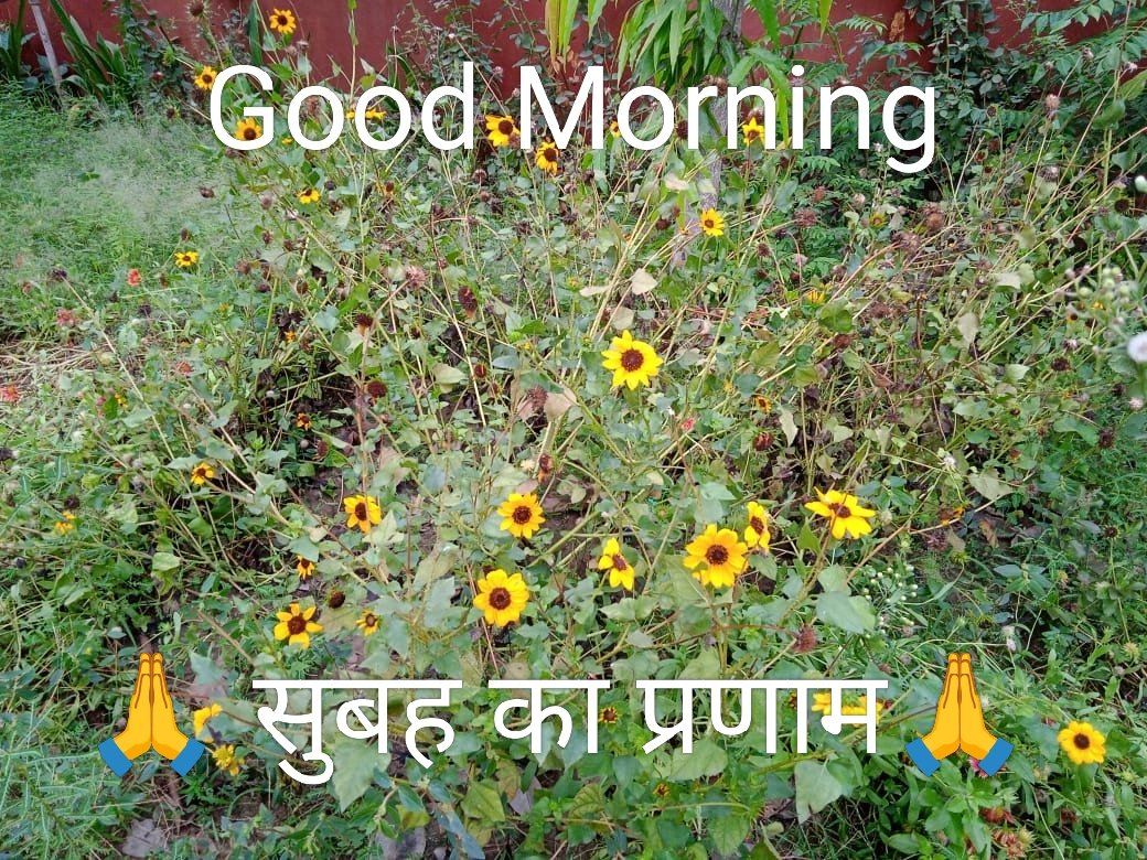 बड़ों का दिया हुआ आशीर्वाद और अपनों की दी हुई शुभकामनाओं का कोई रंग नहीं होता है, 

लेकिन जब ये रंग लाते हैं तो जीवन में रंग भर जाते हैं।
Good Morning dear all X Friends have a good day. 🙏🌻🌹🌼

सुप्रभात सभी साथियों को आपका दिन शुभ एवं मंगल में हो। 🌄🌞🌲🌼