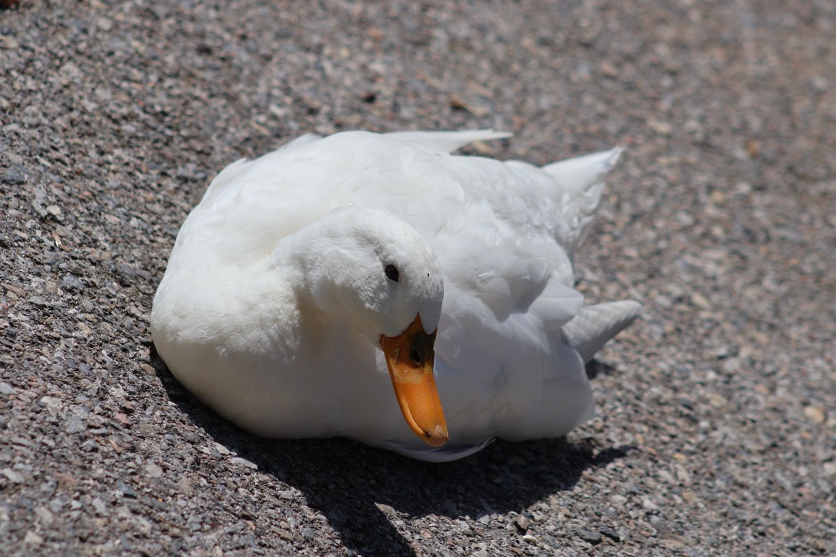 My parents duck that acts like a dog..lol