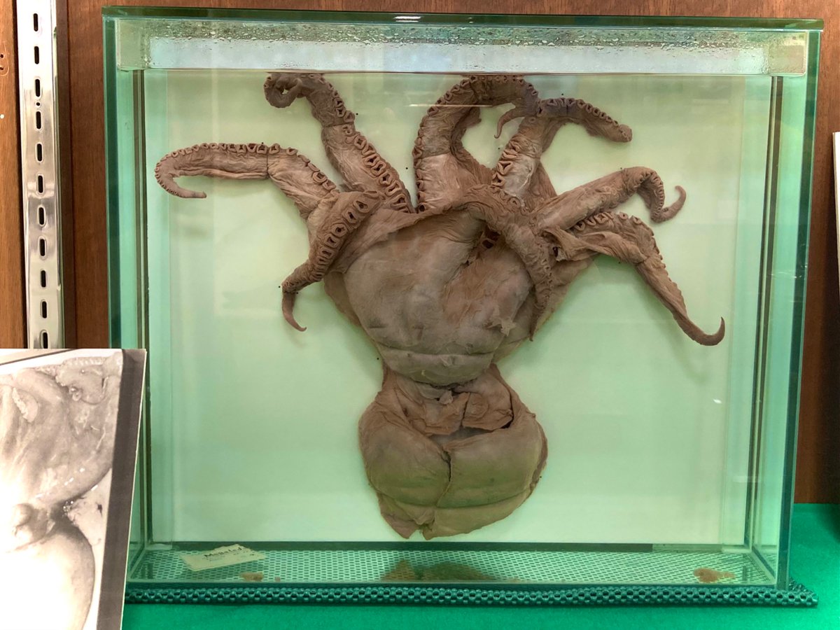 ミュージアムの ＃タコ です🐙みなさんが一般的にあたまだと思う部分は実は胴体で頭部は眼の周辺です👁️そしてあしと呼んでる部分は腕💪頭から直接腕が生えてるので ＃頭足類 と言います💡 ＃イカ も同じく🦑
＃海洋大学 ＃マリンサイエンスミュージアム ＃タコの日