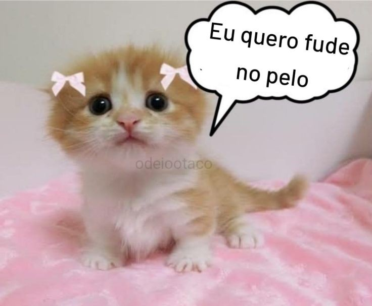 perfil dedicado a gatinhos e peitos (@odeiootaco) on Twitter photo 