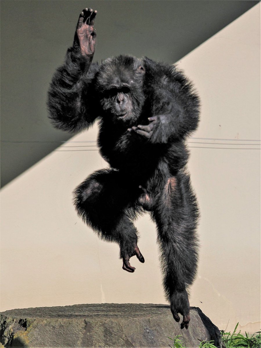 秋田市大森山動物園 tweet media