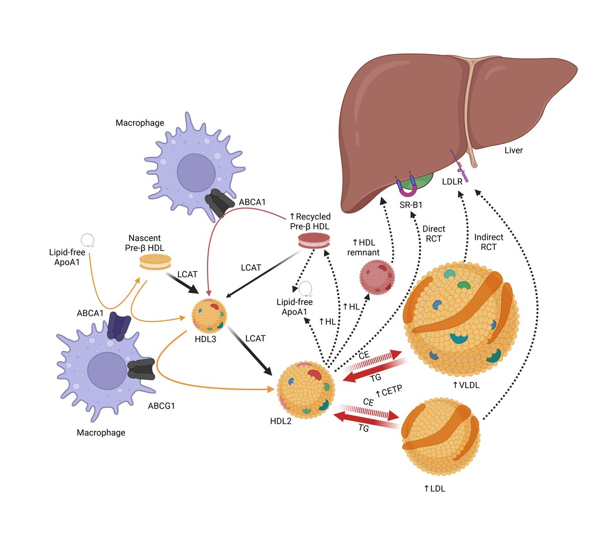 Vignesh Chidambaram MD, MPH (@vchidambaram91) on Twitter photo In our perspective <a href="/EJPCEiC/">EJPC Editor-in-Chief</a>, we propose remodeling-derived Pre-β1 HDL and remnant HDL particles as metabolically distinct, functionally impaired HDL particle subclass, that may predict cardiovascular risk.
bit.ly/3Tkec8g <a href="/AmudhaKumar5/">Amudha Kumar</a> <a href="/CookCtyCardio/">Cook County Cardiology</a> <a href="/nationallipid/">National Lipid Association</a> In our perspective <a href="/EJPCEiC/">EJPC Editor-in-Chief</a>, we propose remodeling-derived Pre-β1 HDL and remnant HDL particles as metabolically distinct, functionally impaired HDL particle subclass, that may predict cardiovascular risk.
bit.ly/3Tkec8g <a href="/AmudhaKumar5/">Amudha Kumar</a> <a href="/CookCtyCardio/">Cook County Cardiology</a> <a href="/nationallipid/">National Lipid Association</a>