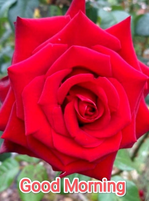 Karthika_s1's tweet image. എല്ലാവർക്കും,
പ്രിയമുളള, മനോഹരമായ ദിനം ആശംസിക്കുന്നു...
🌹🌹💚🌹🌹💚🌹🌹💚🌹🌹💚🌹🌹
Wishing you all a Loveable and Lovely day ❤️