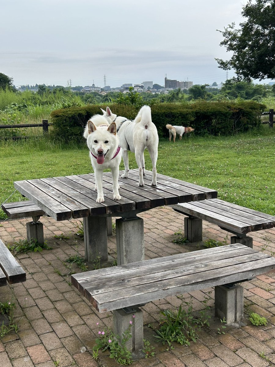 BK20004's tweet image. 今朝のわんこ🐕