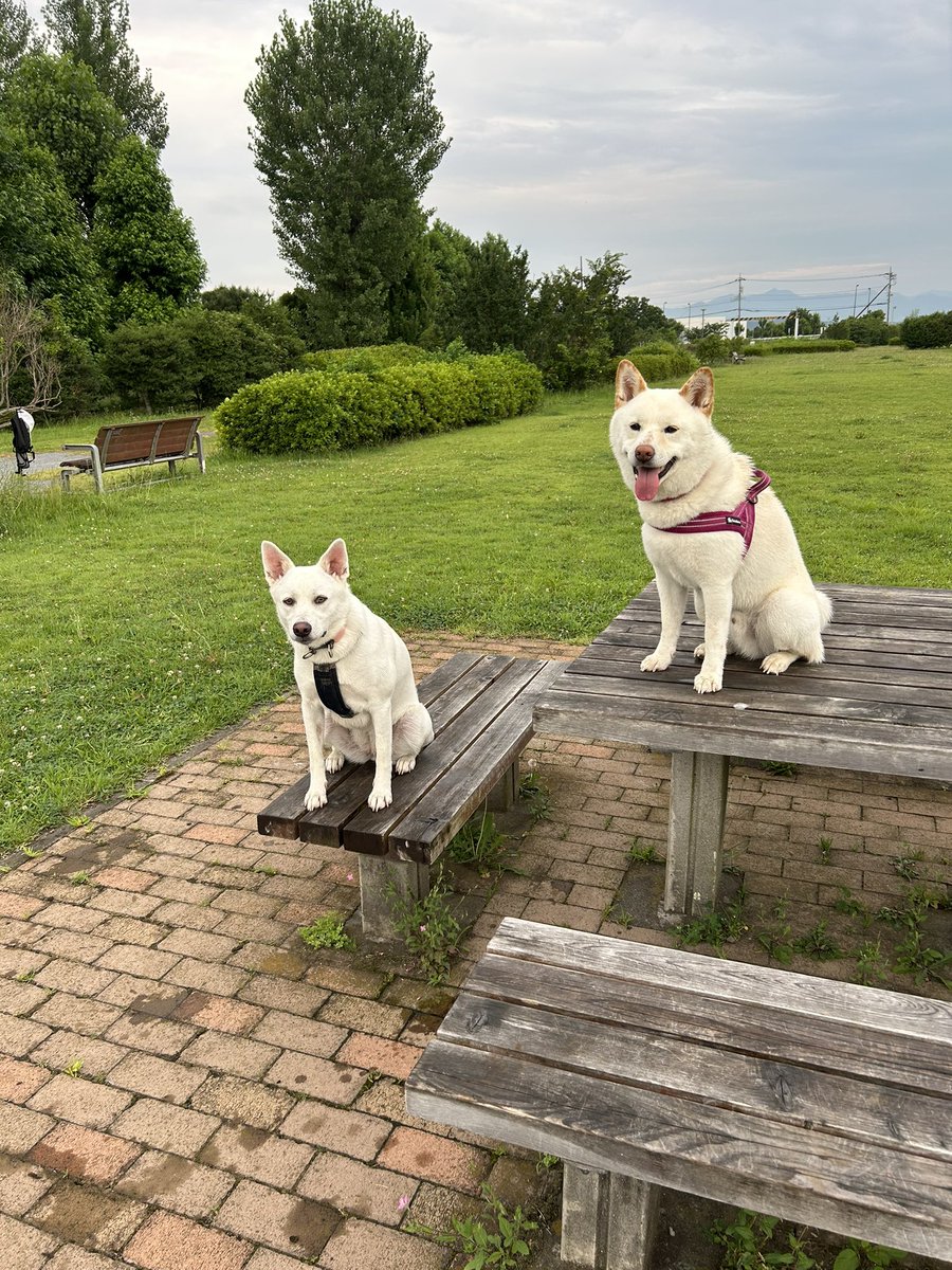 BK20004's tweet image. 今朝のわんこ🐕