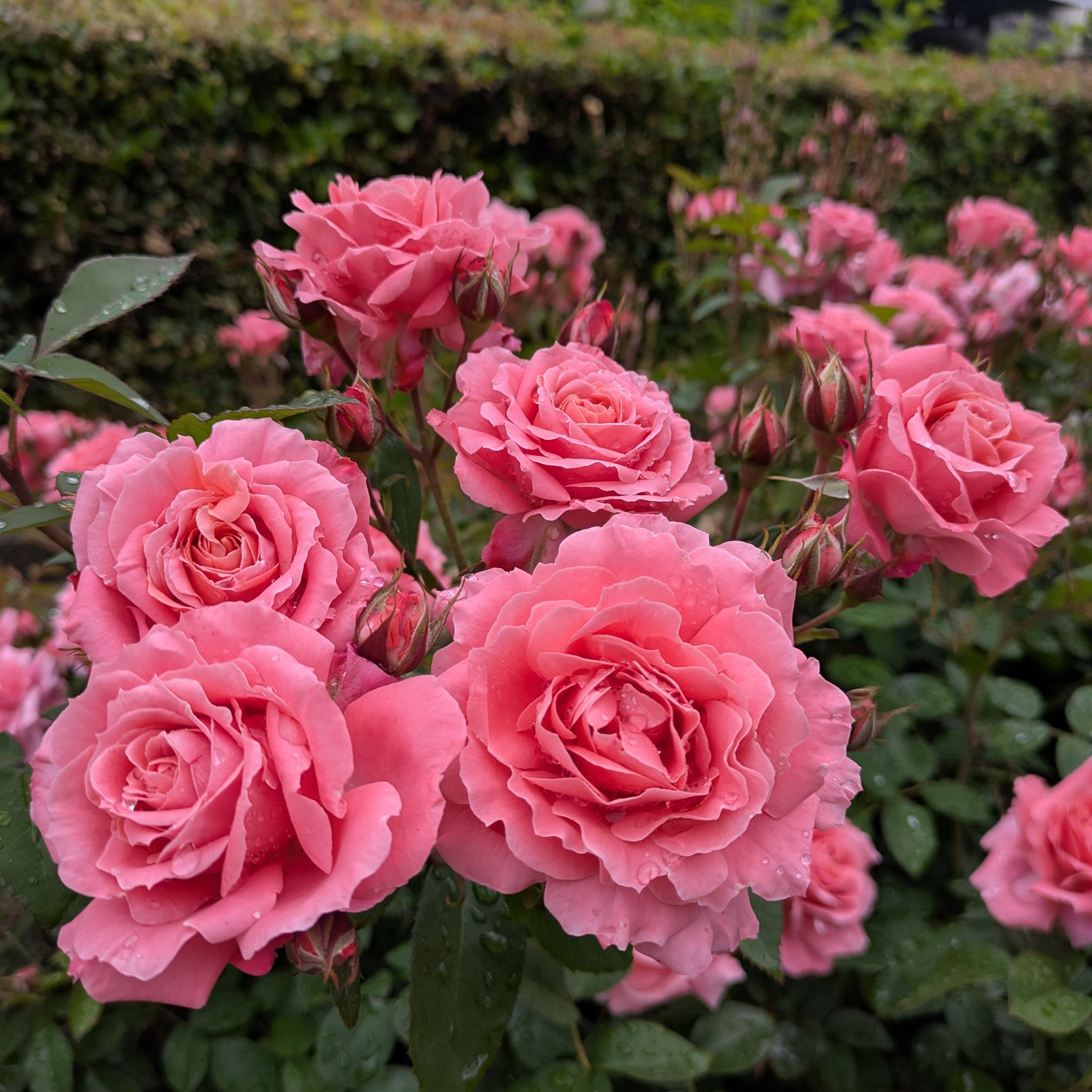 天空のバラ園・園主 (@rosa_celestial) / X