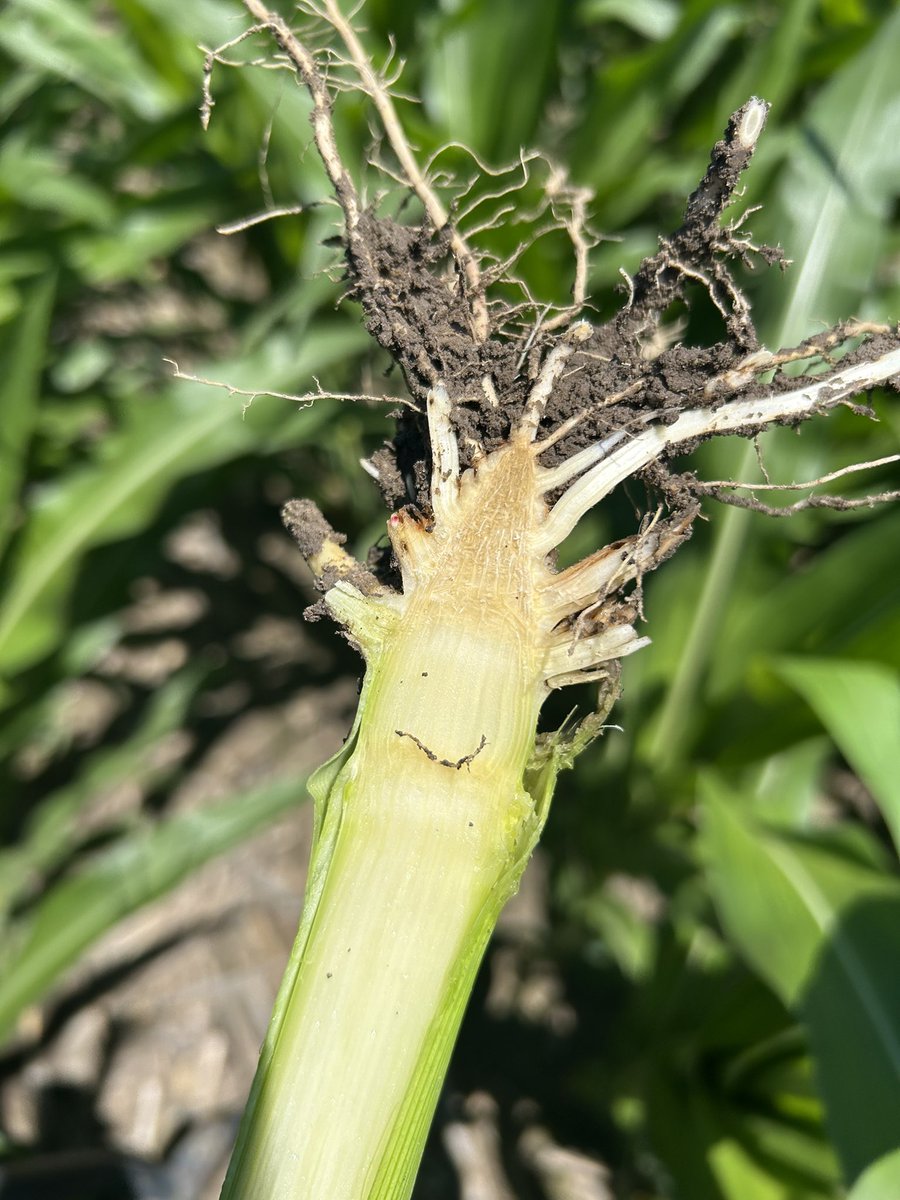 CRW damage is being exposed following 60+mph wind. Managing beetles is critical if planning to stay continuous corn, regardless of trait.