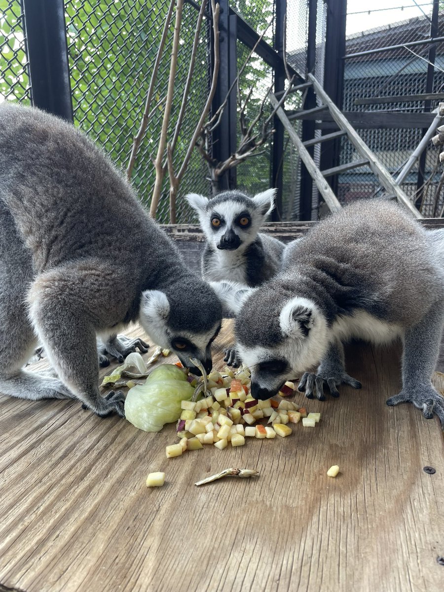 ⭐️ポポロンです ポポロン - Search / X