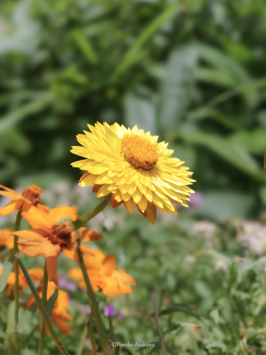 m2_yumiko's tweet photo. 黄色いムギワラギク(ヘリクリサム)さん♪
#ヘリクリサム #ムギワラギク #strawflower
今月もよろしくお願いします(^^♪ https://t.co/nYcncFPFoD