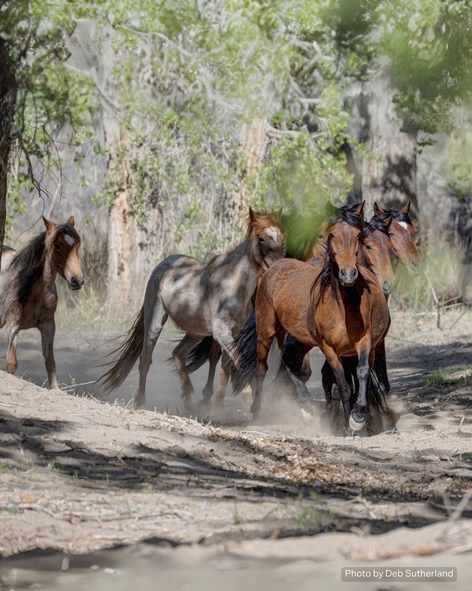 🌄 These young stallions from the Virginia Range, Nev., like to shake things up when they start maturing—challenging older stallions, sneaking in to try and steal a mare. Sometimes they succeed, if only for a few minutes, before being put back in their place by another stallion!