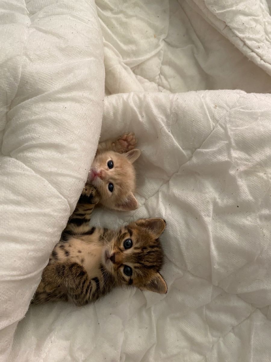 Kitty archives ♡ (@puppierz) on Twitter photo 